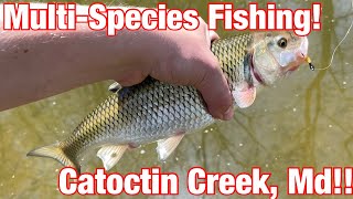 MultiSpecies Fishing Catoctin Creek Maryland The Hunt For New Species Begins [upl. by Jennie]