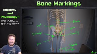 Major Bone Markings  Anatomy and Physiology 1 [upl. by Enaerb69]