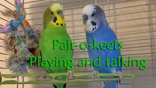 Parakeets playing and talking to each other [upl. by Apoor]