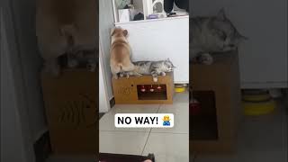 French Bulldog Just Wants To Share The Seat The Cat Says No Way 🙅‍♂️dog youtubeshorts shorts [upl. by Pentha]