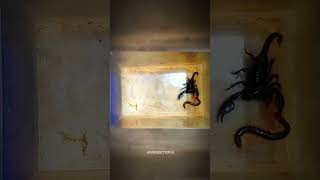 🕷️ Epic Showdown Centipede vs Scorpion 🌿Watch as these incredible creatures face [upl. by Ahsilek]