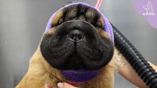 Today I Met An Adorable Baby Hippo  SharPei Puppy [upl. by Australia]