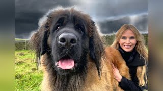 THE GIANT LEONBERGER  DANGEROUS LION DOG [upl. by Dulcie378]