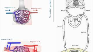 2nde  Lorganisation de la circulation sanguine [upl. by Dnesnwot]