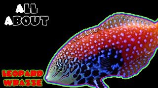 All About The Leopard Wrasse or Blue Star Leopard Wrasse Female [upl. by Latoyia64]