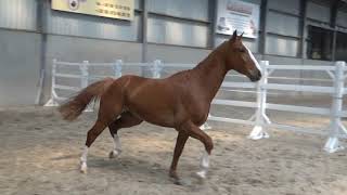 Rusty type and movements Quinn vd Heffinck x Contact vd Heffinck gelding °2017 BHT [upl. by Ledoux529]