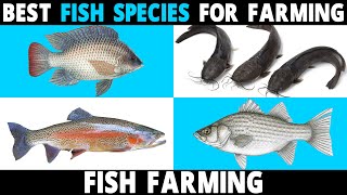 Best FISH SPECIES to Farm  Tilapia Catfish Perch Carp Hybrid Striped Bass Trout Salmon Fish [upl. by Eelahs]