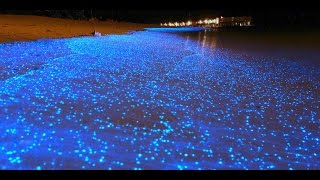 MALDIVE LA SPIAGGIA BIOLUMINESCENTE SI ILLUMINA DI NOTTE  A bioluminescent waves in Maldives beach [upl. by Mailliw113]