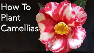 How To Plant Camellias PLUS 7 Great Camellias [upl. by Spooner]