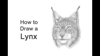 How to Draw a Lynx Head Detail [upl. by Sinnylg]