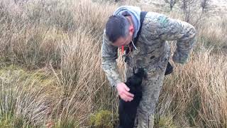 Working Cocker Spaniel aged 9 months old Quartering and Marked retrieves [upl. by Birkle454]