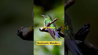 Meet the SwordBilled Hummingbird Natures Marvel😱 shorts birds facts subscribe animals [upl. by Aramak]