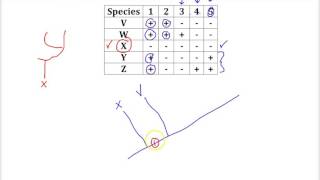 Cladogram Practice Problem [upl. by Jopa924]