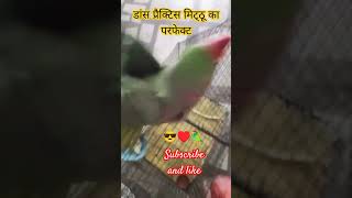 Motorola game photo acting karne wala tota gane wala tota bolane wala tota talking🦜♥️ player parrot [upl. by Rettig]