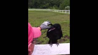 Raven Rescue Crow [upl. by As]