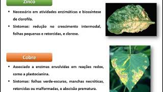 Fisiologia Vegetal  Deficiências Nutricionais [upl. by Hollis]