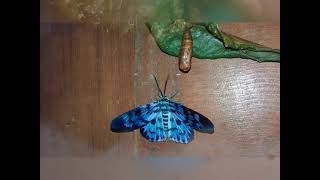 Watch This Caterpillar Turn Into A Blue Day Moth [upl. by Lattonia]