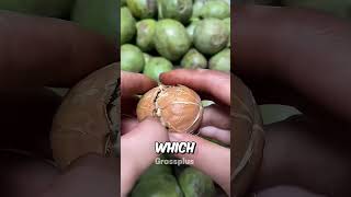 How are walnuts prepared shorts science [upl. by Eelrahc]