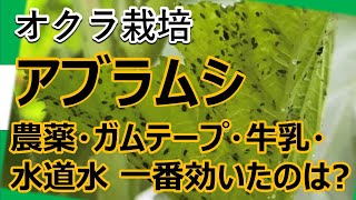 アブラムシと激闘！100時間！ オクラにわいたアブラムシに農薬、ガムテープ、牛乳、水道水で対決！ [upl. by Aihsas]