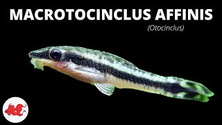 Otocinclus  Macrotocinclus affinis ✔ [upl. by Dilan698]