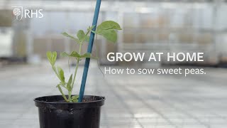 How to sow Sweet Peas  Grow at Home  RHS [upl. by Bixler]