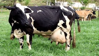 7 Races De Vaches Qui Donnent Plus De Lait Au Monde Qui Ncreerás Qui Existent [upl. by Hound]