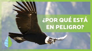 ⚠️El CÓNDOR ANDINO en peligro de EXTINCIÓN🦅 – CAUSAS y cómo ayudarlo [upl. by Adehsar]