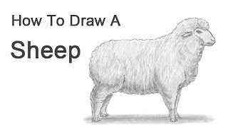 How to Draw a Sheep [upl. by Avaria]