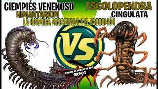 CIEMPIÉS VENENOSO VS ESCOLOPENDRA  LA HORMIGA CON PARÁSITOS Y EL ESCORPIÓN [upl. by Ahsiyk]