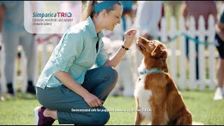 Simparica Trio®  Winning Parasite Protection TV Commercial [upl. by Aihsemaj]