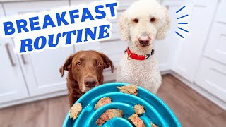 What Feeding My Dogs Looks Like 🐶 REAL LIFE ROUTINE [upl. by Lehplar414]