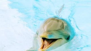 Is This Dolphin Speaking English [upl. by Dagny]