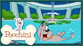 Poochini  Episode 1  Abandoned [upl. by Duwalt926]