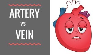 Arteries vs Veins  Circulatory System [upl. by Tevis]