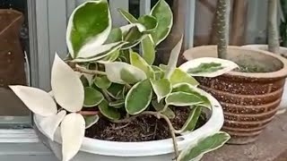 My Hoya Carnosa Variegata Crimson Queen Plant Loves Sunlight [upl. by Ursas902]