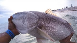 I Caught The Biggest Fish On The Pier In Panama City Beach PCB Florida [upl. by Cuyler]