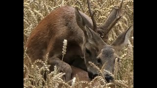 Rehböcke in der Paarungszeit Roebucks in the mating season [upl. by Nani537]