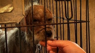 Flea Market Breeders Cruelty Exposed [upl. by Rogovy]