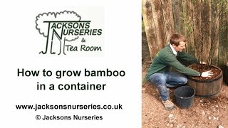 How to Grow Bamboo in Containers [upl. by Oiramal422]