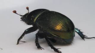 Meet an Insect Scarab Beetle [upl. by Derry528]