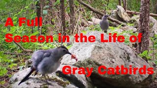 Gray Catbird Courtship Display Posturing Singing Mimicking  with Rare Night Footage [upl. by Mace]