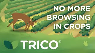 TRICO® protecting your crops against browsing in soybean [upl. by Drofla]