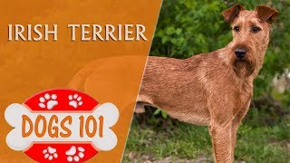 Dogs 101  IRISH TERRIER  Top Dog Facts About the IRISH TERRIER [upl. by Zeiler]