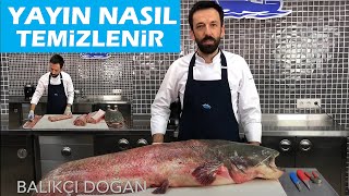 Yayın balığı nasıl temizlenir How to clean giant Catfish  BALIK TEMİZLEME  BALIK PİŞİRME [upl. by Xila]