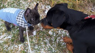 French bulldog puppy met another dog for the first time [upl. by Assiron976]