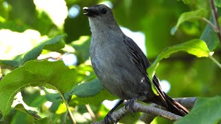 Moqueur chat cri  Mockingbird Grey Catbird call [upl. by Grose]