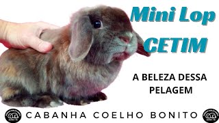 COELHO MINI LOP ACETINADO [upl. by Rednas]