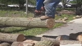 Die Krassesten Holzfäller aufgenommen auf Video [upl. by Borg]