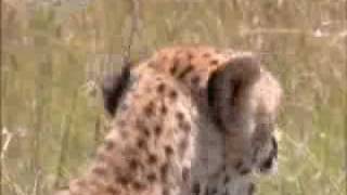 Cheetah feeds her baby cub  BBC wildlife [upl. by Adniles]