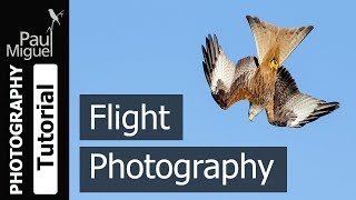 How to Photograph Birds in Flight Canon 1DX [upl. by Brubaker]